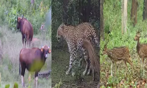 Udanti Sitanadi Tiger Reserve