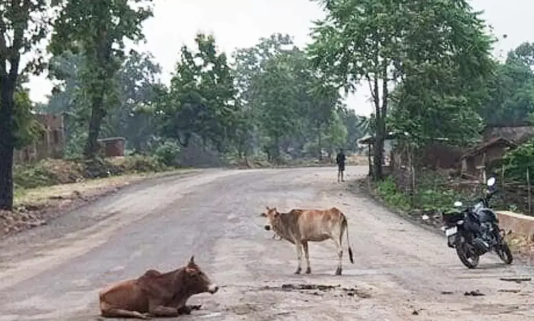 वाहन ने सड़क पर बैठे मवेशियों को कुचला