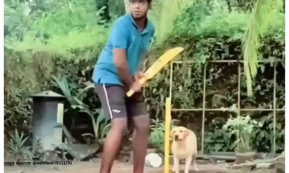 labrador turns wicketkeeper in gully cricket