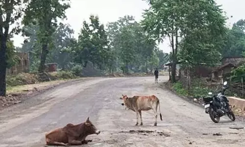 वाहन ने सड़क पर बैठे मवेशियों को कुचला