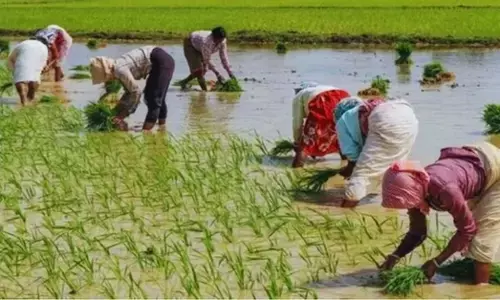 किसानों की बढ़ी चिंता : बीज बोने के बाद 4 नमूने फेल, 25 की रिपोर्ट लंबित