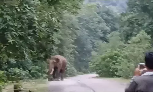 अंतागढ़- आमाबेड़ा मार्ग पर दंतेल हाथी ने सायकल सवार पर हमला कर दिया