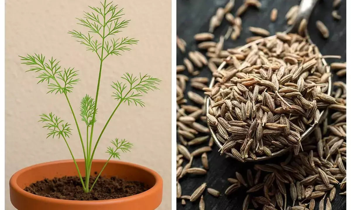 cumin plantation tips