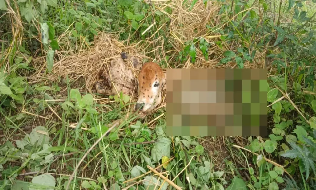 अंबागढ चौकी में एक तेंदुए ने एक बछड़े का शिकार कर लिया