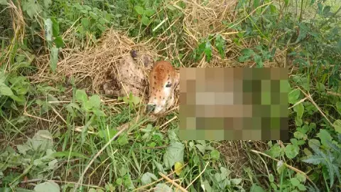 अंबागढ चौकी में एक तेंदुए ने एक बछड़े का शिकार कर लिया अंबागढ चौकी में एक तेंदुए ने एक बछड़े का शिकार कर लिया