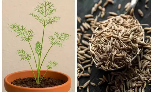 cumin plantation tips