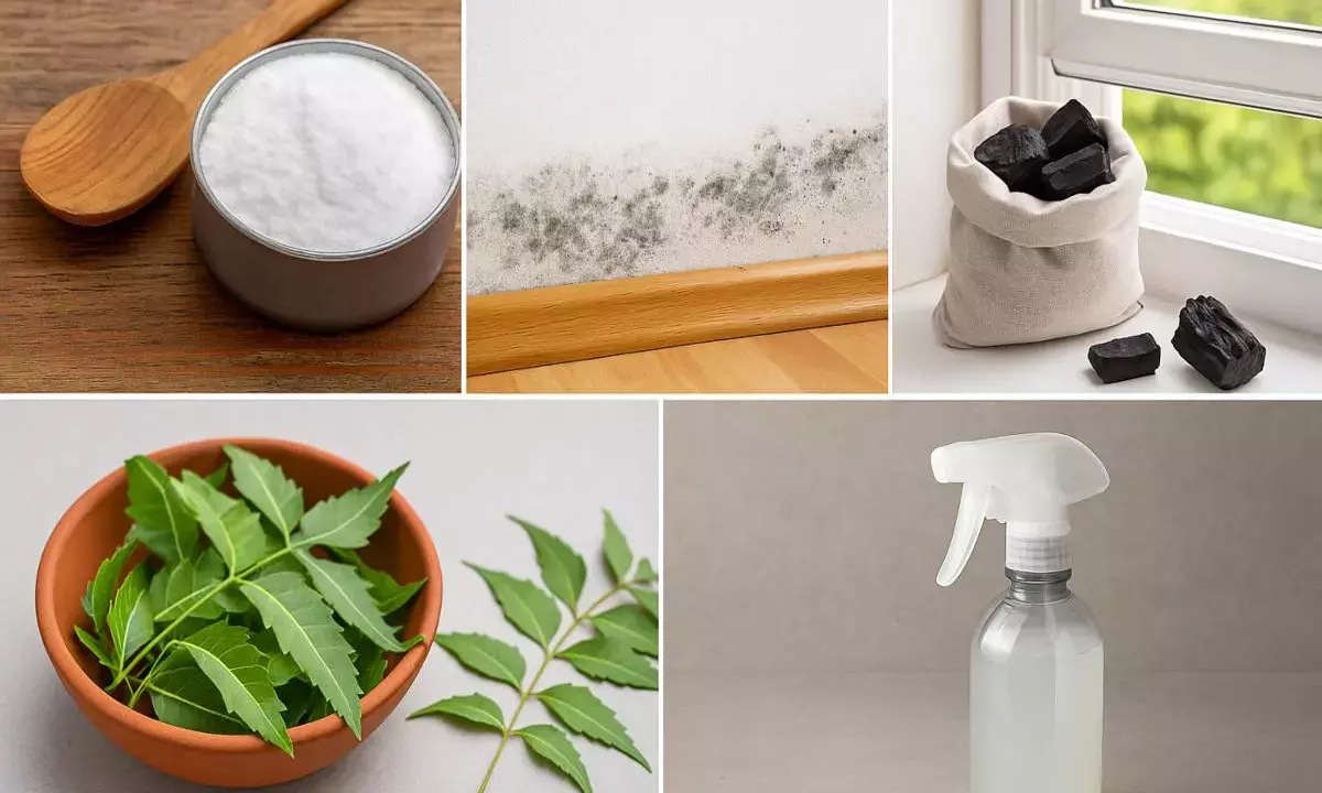 house moisture home remedies