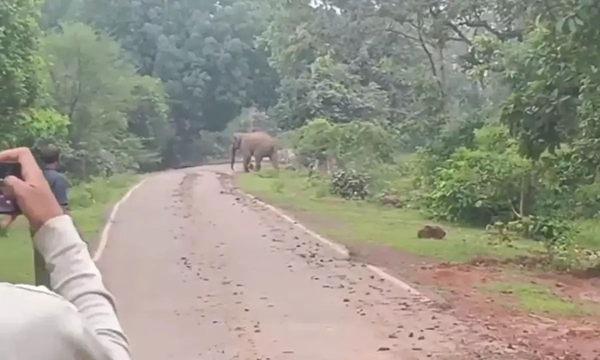 Tusker elephant