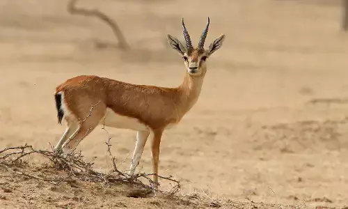 कवर्धा में एक व्यक्ति ने हिरण के शावक को मार डाला