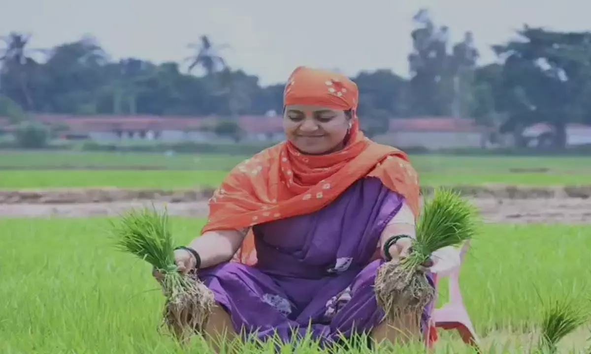 महिला और बाल विकास मंत्री लक्ष्मी राजवाड़े ने खेत पहुंचकर लगया रोपा