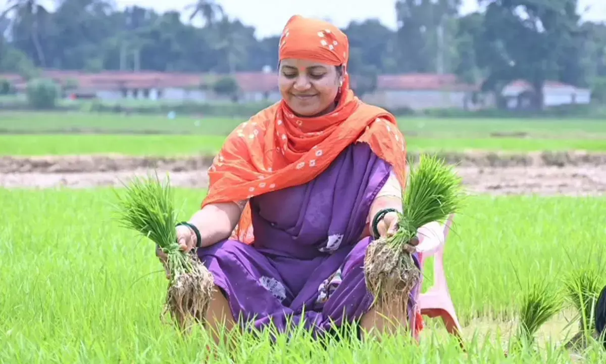 मंत्री लक्ष्मी राजवाड़े खेत में धान का थरहा निकालते हुए