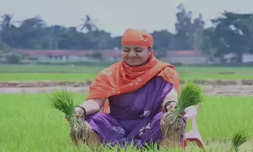 महिला और बाल विकास मंत्री लक्ष्मी राजवाड़े ने खेत पहुंचकर लगया रोपा