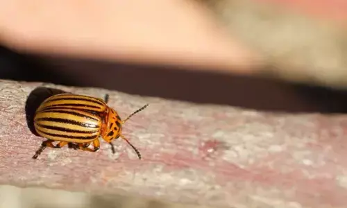 कीड़े-मकोड़ों को रोकने का उपाय