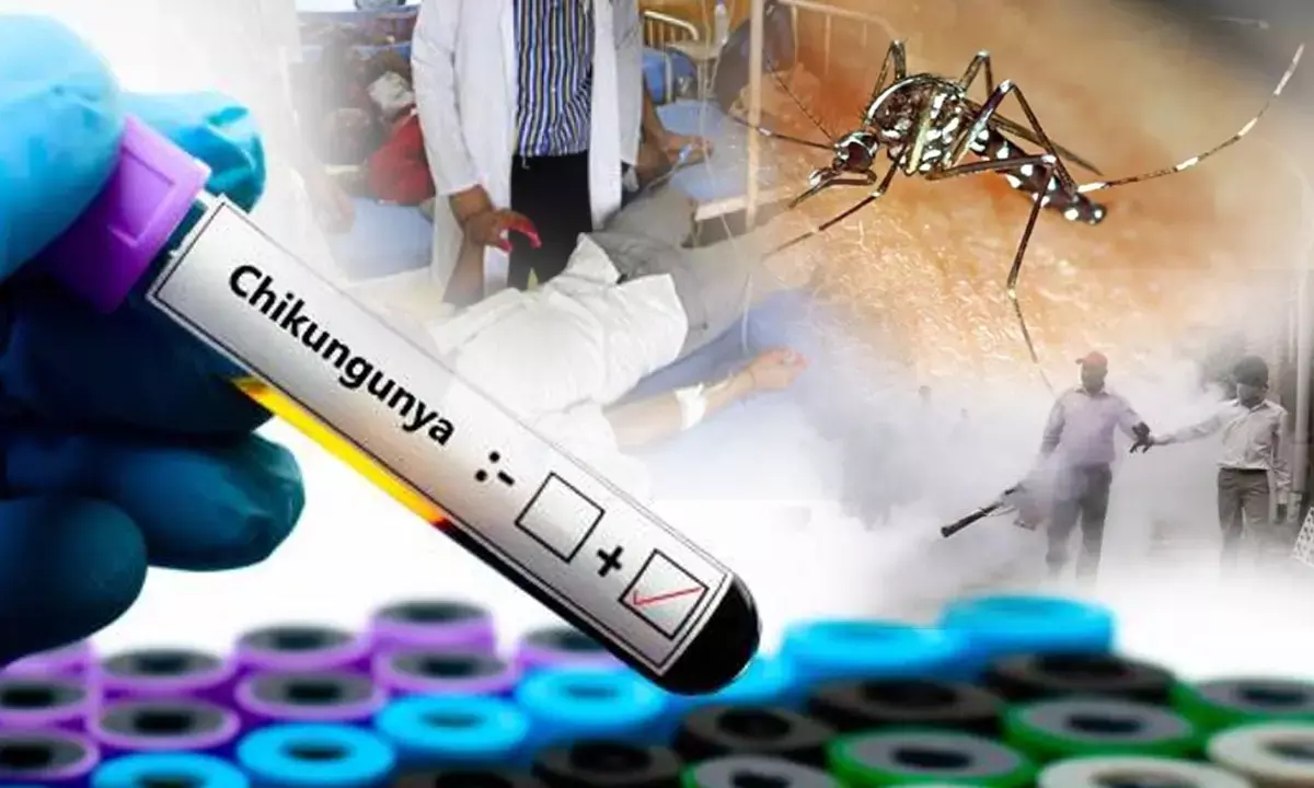 Chikangunya Cases in Delhi