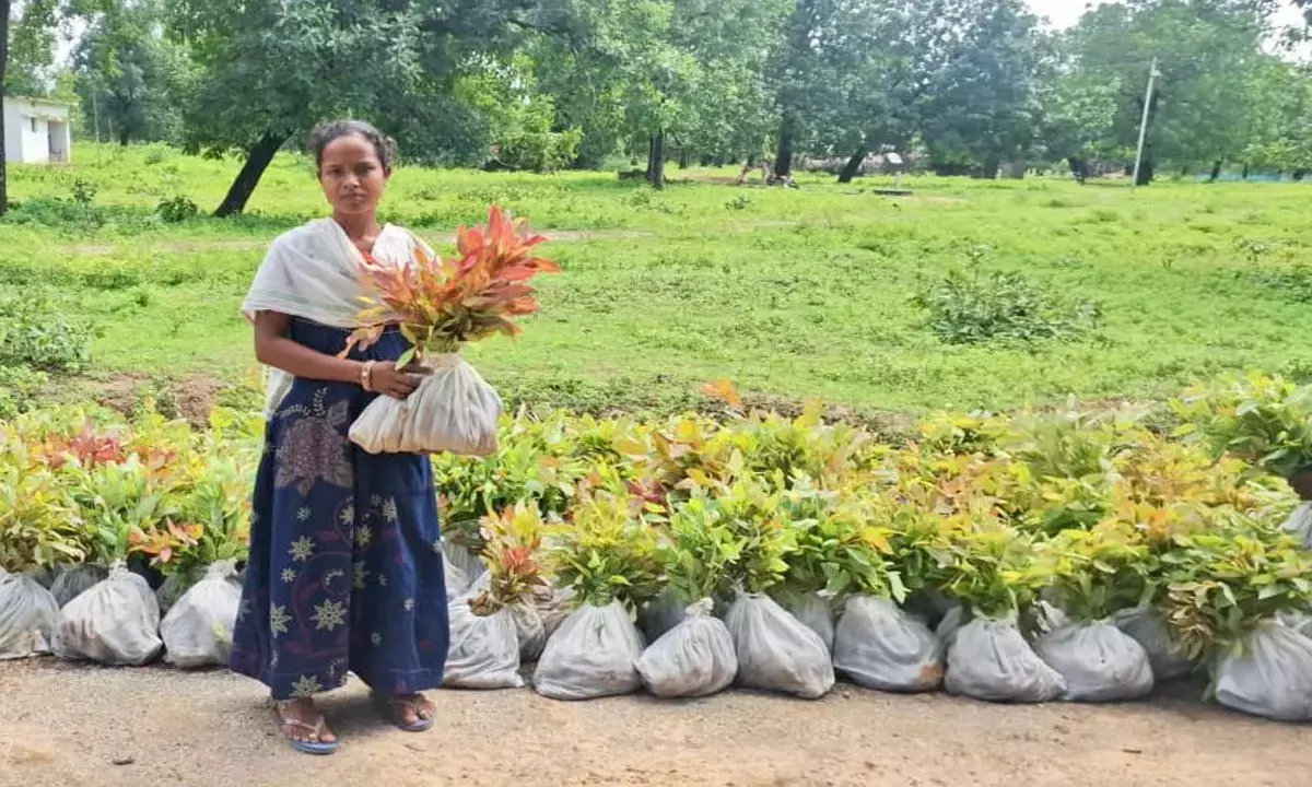 किसान वृक्ष मित्र योजना: सुकमा जिले में अब तक 4.33 लाख क्लोनल नीलगिरी रोपे गए, 7.40 लाख का लक्ष्य