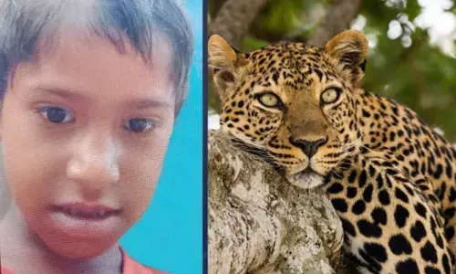 बिजनौर में 11 साल की बच्ची को खा गया तेंदुआ; ग्रामीणों ने किया चक्काजाम