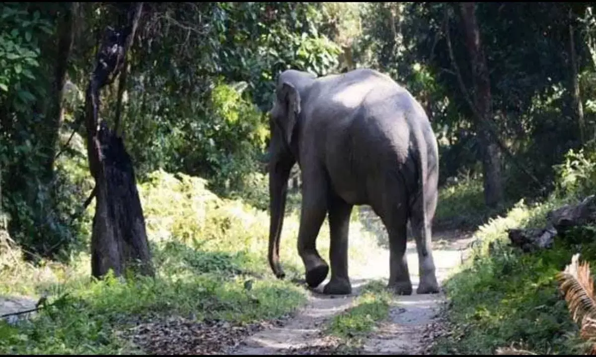 Elephants created havoc in Batouli Elephants created havoc in Batouli