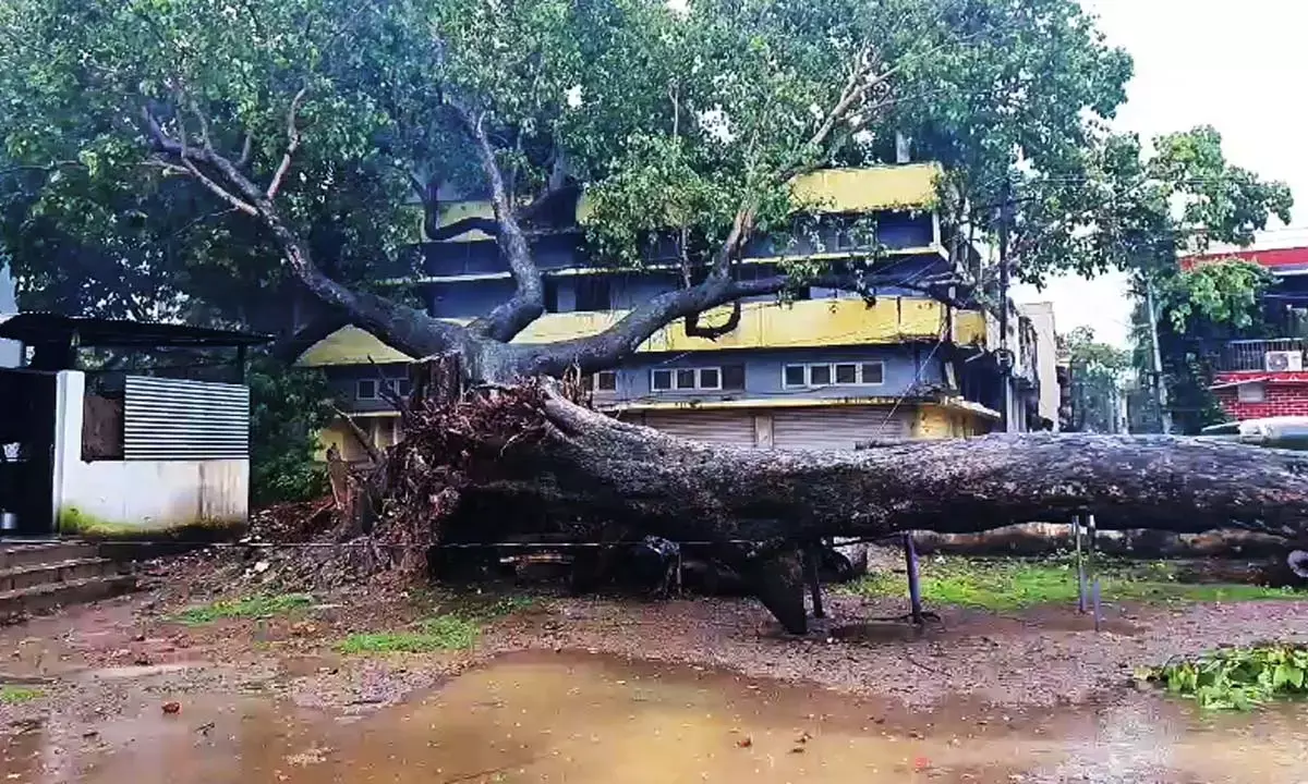 damaged tree damaged tree