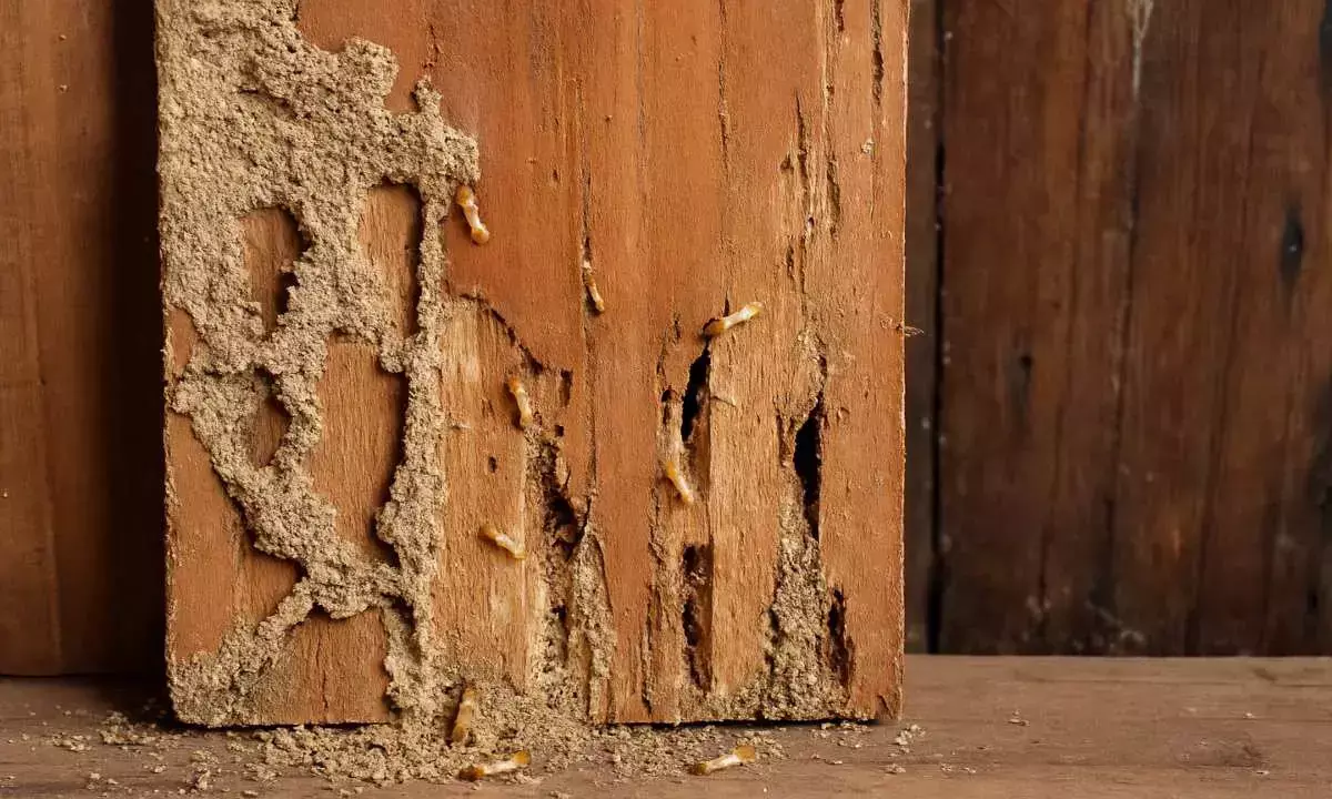 how to get rid of termite