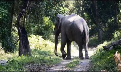 Elephants created havoc in Batouli