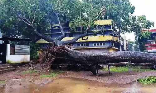 damaged tree