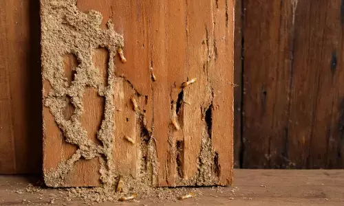 how to get rid of termite how to get rid of termite