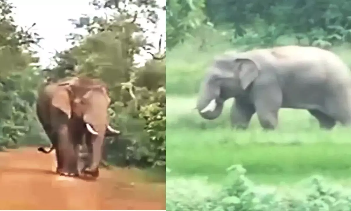 terror of tusker elephants