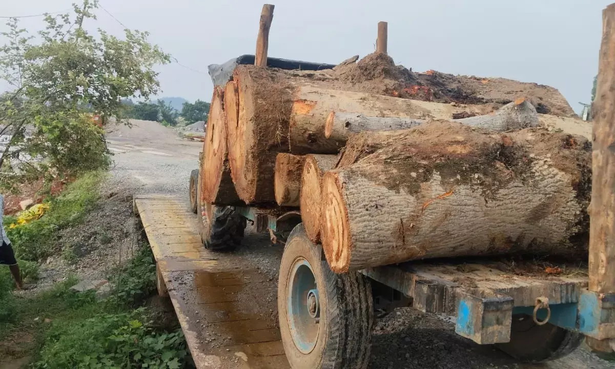 smuggling of timber