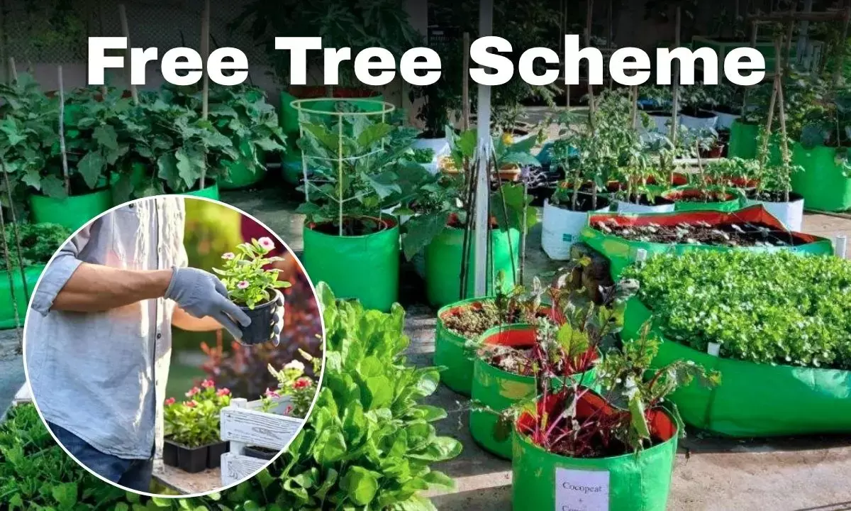 Delhi Free Tree Scheme