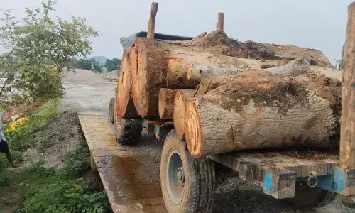 smuggling of timber