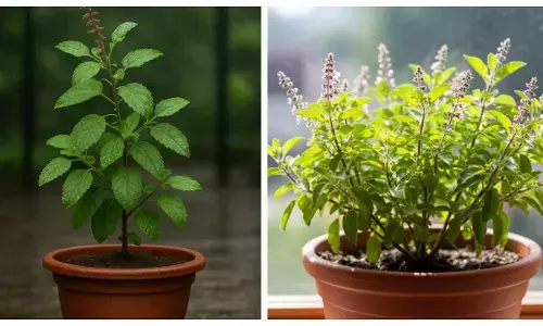 basil plantation tips