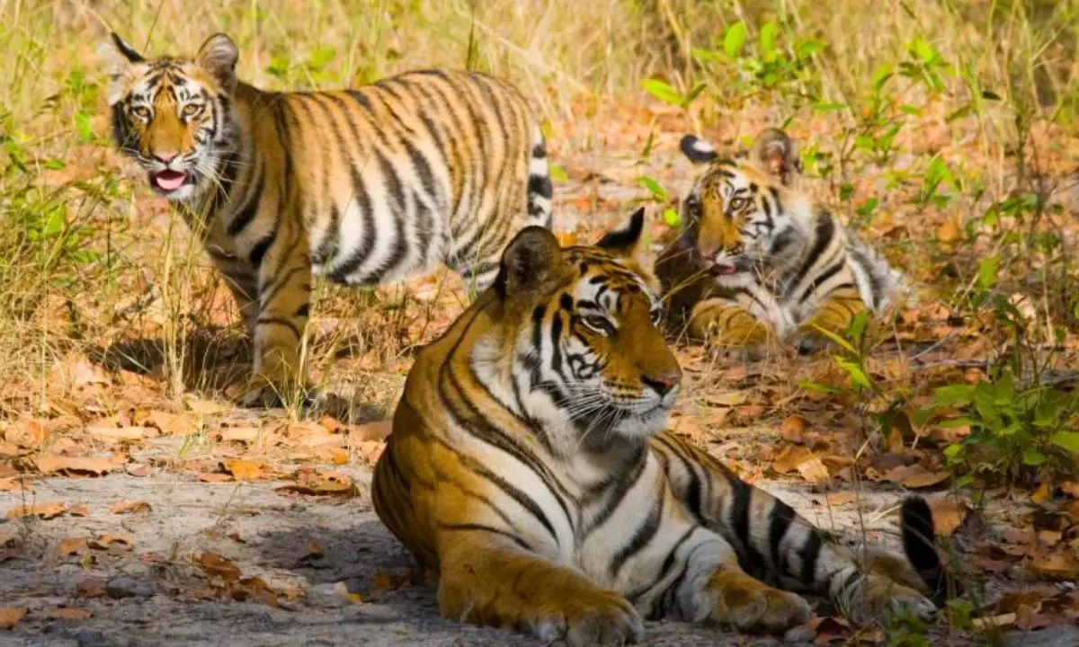 Ranthambore Tiger Reserve