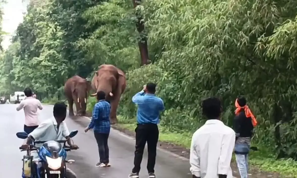सड़क पर दिखे दो हाथी राहगीरों ने बनाया वीडियो