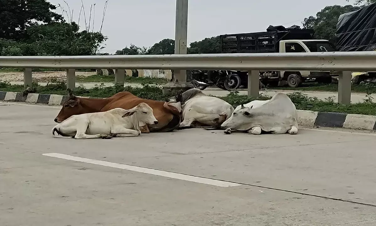 बिलासपुर जिले के नेशनल हाईवे में आधी रात को अज्ञात वाहन की टक्कर से 19 मवेशियों की दर्दनाक मौत हो गई