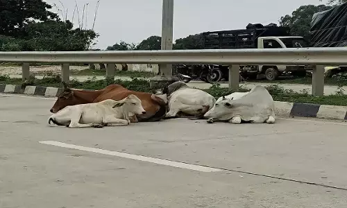 बिलासपुर जिले के नेशनल हाईवे में आधी रात को अज्ञात वाहन की टक्कर से 19 मवेशियों की दर्दनाक मौत हो गई