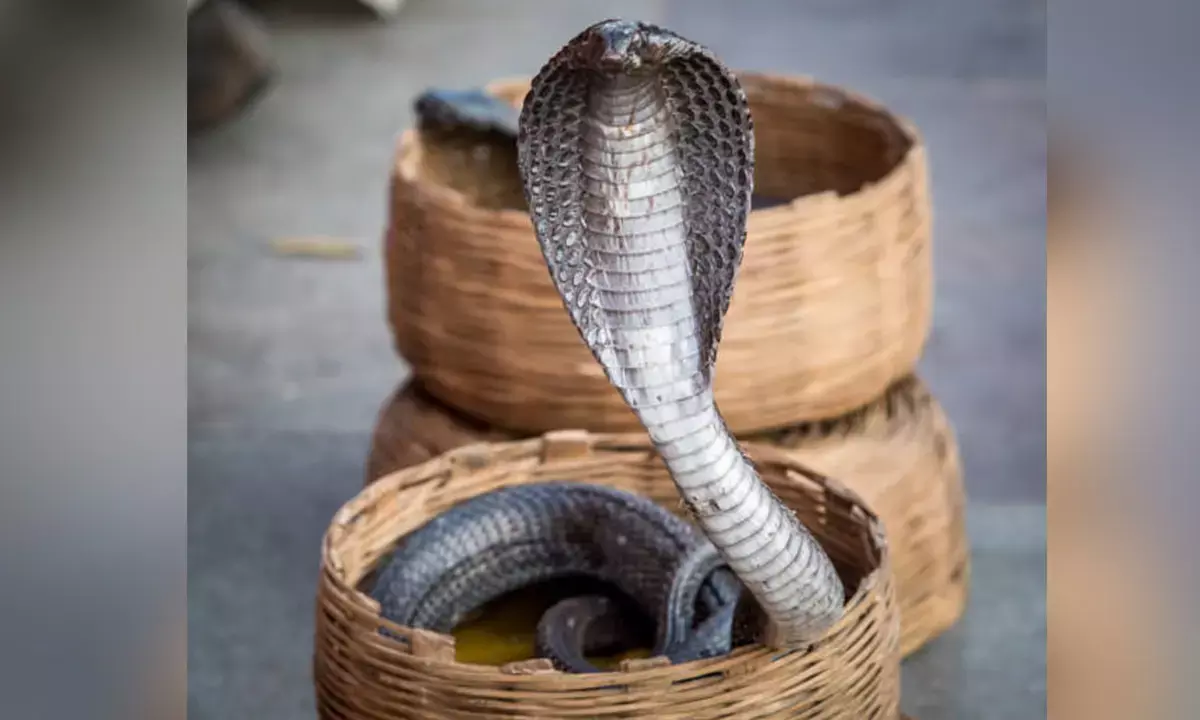 नाग पंचमी  : त्रियोग में रात्रि 12:23 बजे तक पूजे जाएंगे नाग देव