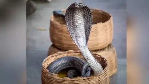 नाग पंचमी  : त्रियोग में रात्रि 12:23 बजे तक पूजे जाएंगे नाग देव