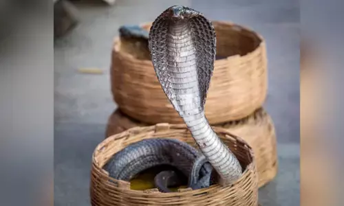 नाग पंचमी : त्रियोग में रात्रि 12:23 बजे तक पूजे जाएंगे नाग देव नाग पंचमी : त्रियोग में रात्रि 12:23 बजे तक पूजे जाएंगे नाग देव