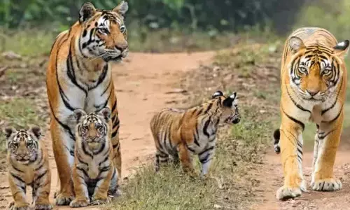 छत्तीसगढ़ में दोगुने हुए बाघ : कुल 36 में से अकेले अचानकमार टाइगर रिजर्व में 10 वयस्क और आठ शावक