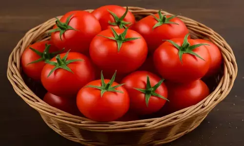 tomato side effects tomato side effects