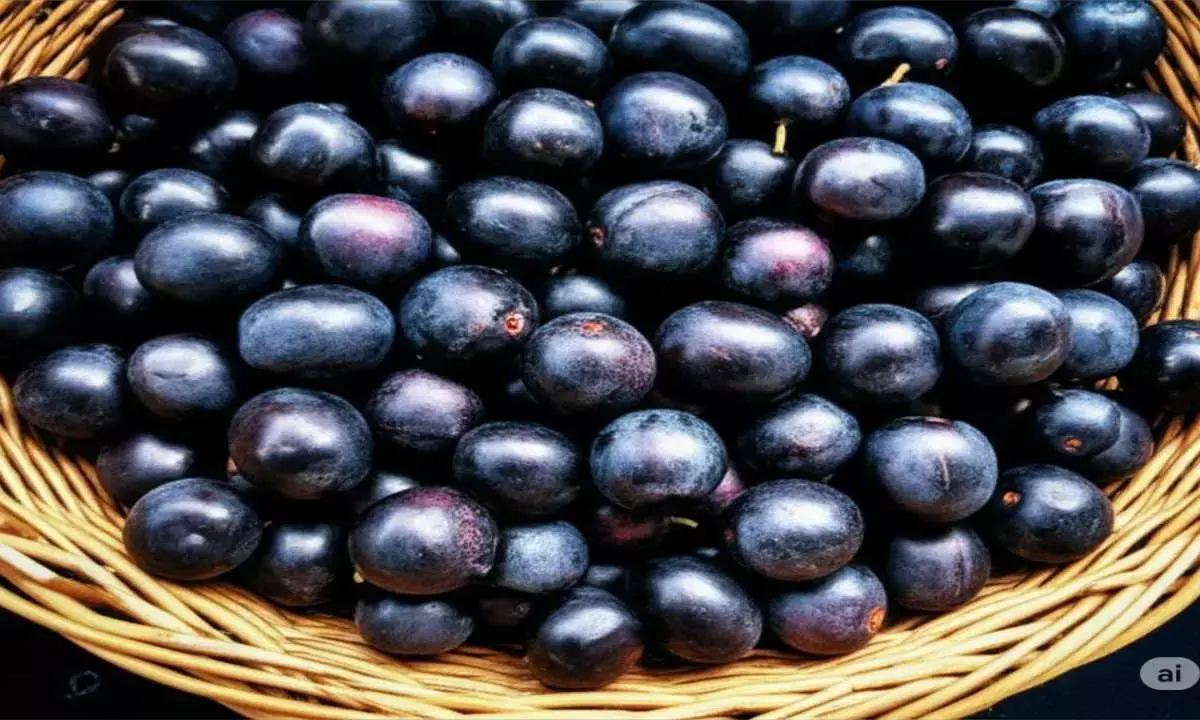 jamun plantation tips
