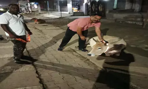 दुर्घटनाओं से बचाने के लिए पशुओं के गले पर बाधा रेडियम