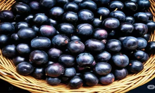 jamun plantation tips