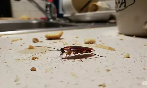 how to get rid of cockroaches how to get rid of cockroaches