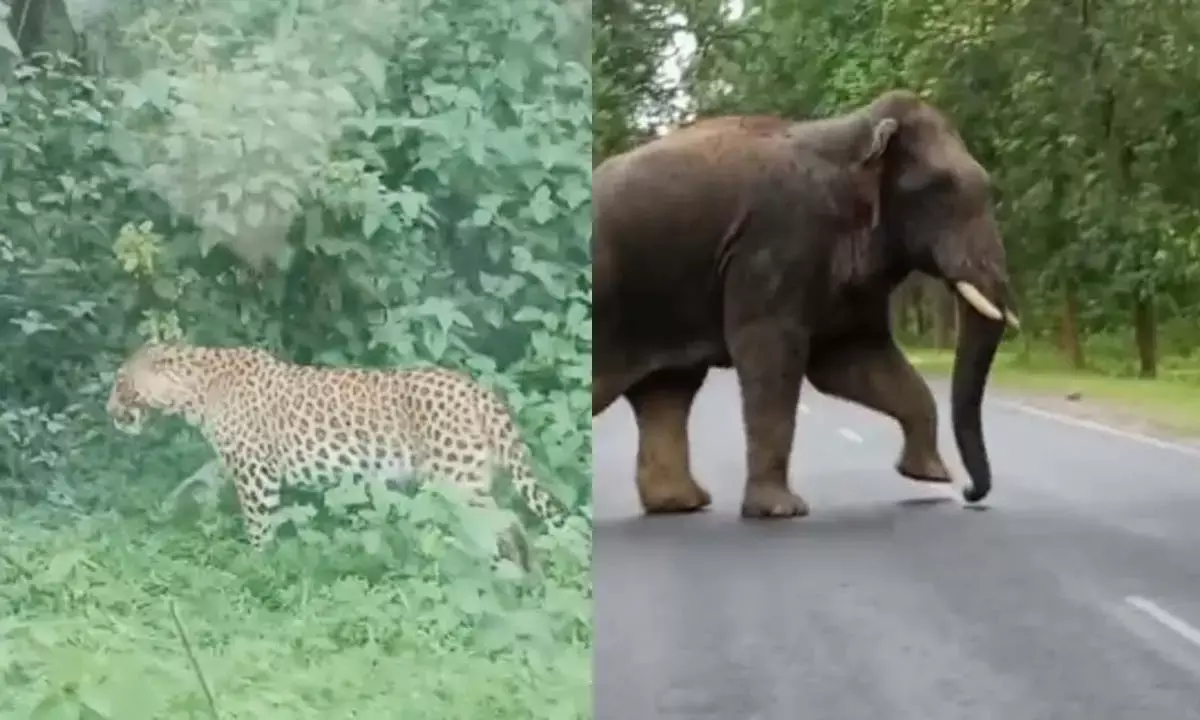 Leopard in Dhamtari and a group of elephants in Surajpur