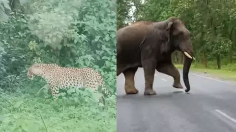 Leopard in Dhamtari and a group of elephants in Surajpur Leopard in Dhamtari and a group of elephants in Surajpur