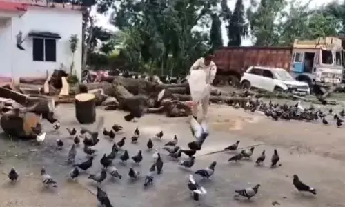 Feeding Birds