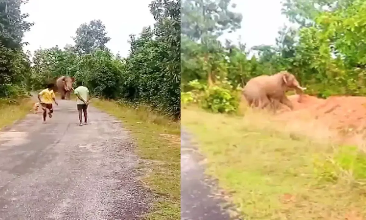 Fear of elephant creates panic