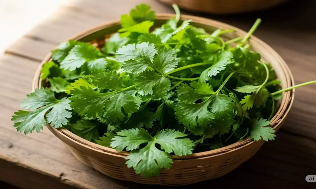 green coriander benefits green coriander benefits