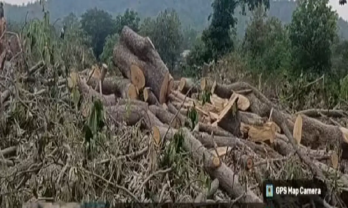 सूरजपुर जिले में किसानों को झांसे में लेकर पेड़ कटाई के काम मे स्थानीय समेत यूपी का गैंग सक्रिय है